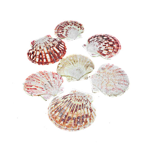 ƾ (Pictin wd Mascarensis).jpg